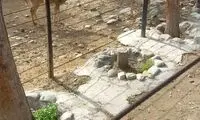 عکسی از آزار غیرمستقیم یک آهو در باغ‌وحش تهران