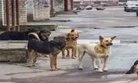 حمله وحشیانه سگ‌های ولگرد به زن باردار در سنندج