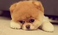 حمله بامزه توله‌سگ شجاع به غول مهربان!