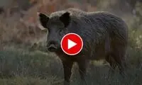 حرکت شگفت‌انگیز یک گراز برای فرار از دست سگ‌‎‌های شکاری!