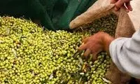 ورود جنجالی یک زیتون‌کارِ برهنه در مخزن زیتون