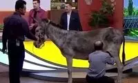 دفاع سایت جبهه پایداری از حضور اسب و الاغ در تلویزیون!