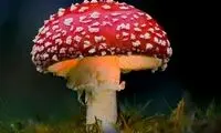 قارچ غول‌پیکر ماریو در دنیای واقعی هم وجود دارد!