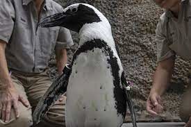 ذوق زدگی یک پنگوئن پس از بغل کردن مربی‌اش