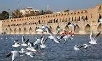 هیاهوی دوباره پرندگان مهاجر در سی‌وسه پل
