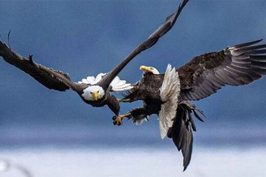 لحظه حیرت‌انگیز مبارزه دو عقاب در آسمان