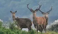 بازیگوشی گله گوزن‌ها در البرز جنوبی