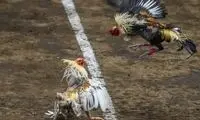 جنگ خروس‌های پنجه فلزی در فیلیپین!