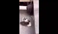 دعوای خنده‌دار دو بچه گربه بر سر غذا خوردن