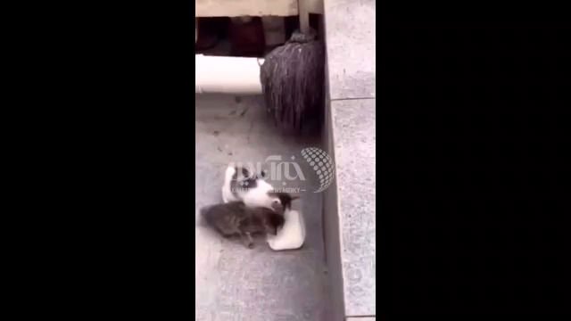 دعوای خنده‌دار دو بچه گربه بر سر غذا خوردن