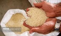 قیمت مصوب برنج در بازار اعلام شد