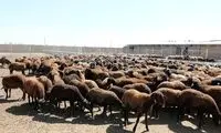 قیمت جدید دام‌زنده اعلام شد