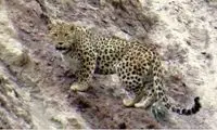 خودنمایی پلنگ در منطقه ملکشاهیِ ایلام