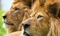تغذیه این حیوانات تهرانی برای مردمش آرزوست!