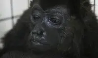موج گرمای هوا میمون‌های جیغ‌کش را خفه کرد