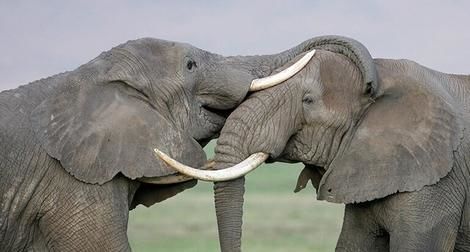 نبرد دلهره‌‎آور دو فیل سنگین وزن برای ریاست