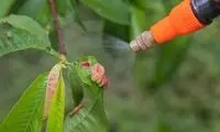 کشف عجیب در نوزادان و زنان باردار!