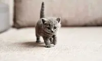 چرا اصول‌گرایان با گربه هم مشکل دارند؟!