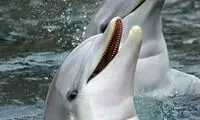 لحظه زیبای مادر فرزندی از جنس دلفین‌ها
