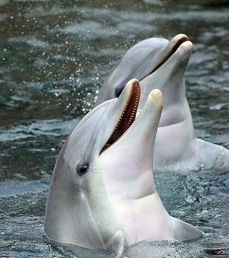 لحظه زیبای مادر فرزندی از جنس دلفین‌ها