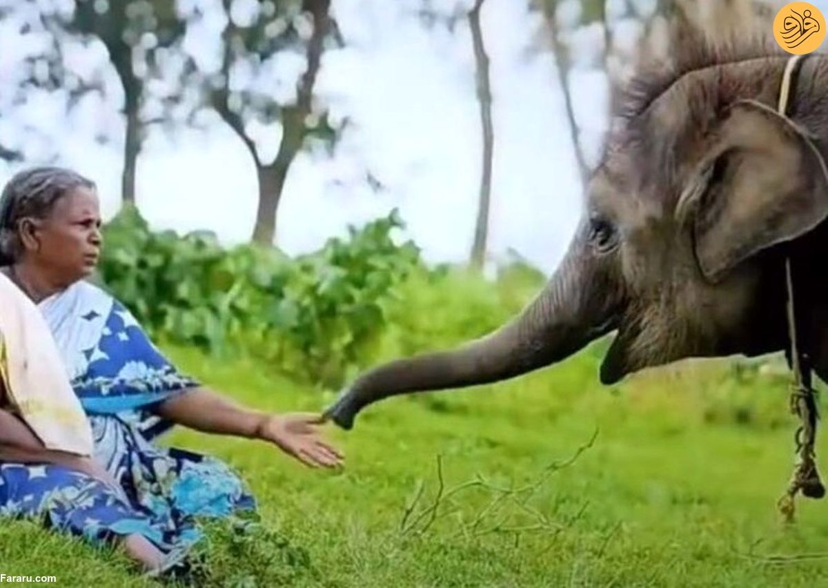 رابطه مادر فرزندی زن هندی با یک فیل!