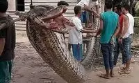 این مار غول‌پیکر به آدم‌خواری معروف است!
