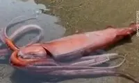 مشاهده ماهی مرکب غول‌پیکر در سواحل ژاپن
