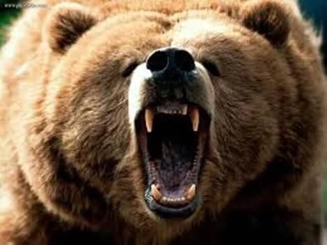 حمله خرس به یک چوپان در چهارمحال و بختیاری