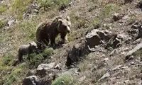 نتیجه دوستی با خرس سبلان را تماشا کنید!