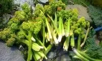 این گیاه برای تنظیم فشار و قند خون مفید است