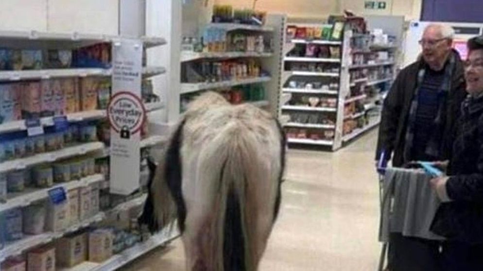 اسب سرگردان در فروشگاه زنجیره‌ای!
