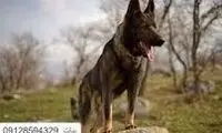  سگی که رکورد گینس داشت، از دنیا رفت