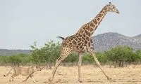 لگدمال شدن یک شیر زیر پاهای زرافه