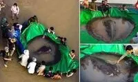 صید یک ماهی به وزن 300 کیلوگرم در دریا!