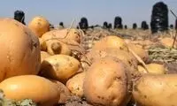 آیا مصرف سیب زمینی به کاهش وزن کمک می‌کند؟