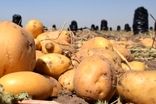 آیا مصرف سیب زمینی به کاهش وزن کمک می‌کند؟