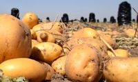 آیا مصرف سیب زمینی به کاهش وزن کمک می‌کند؟