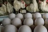 حمله کیهان به دولت برای مرغ و تخم‌مرغ 