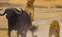 فرصت‌طلبی یک بوفالو از دعوای چند شیر سر غذا!
