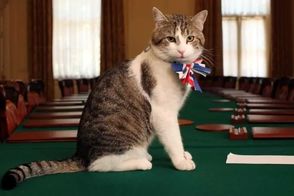 مشهورترین گربه‌‌های تاریخ که دنیا را شگفت‌زده کردند