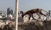 مشاهده یک حیوان عجیب در مشهد