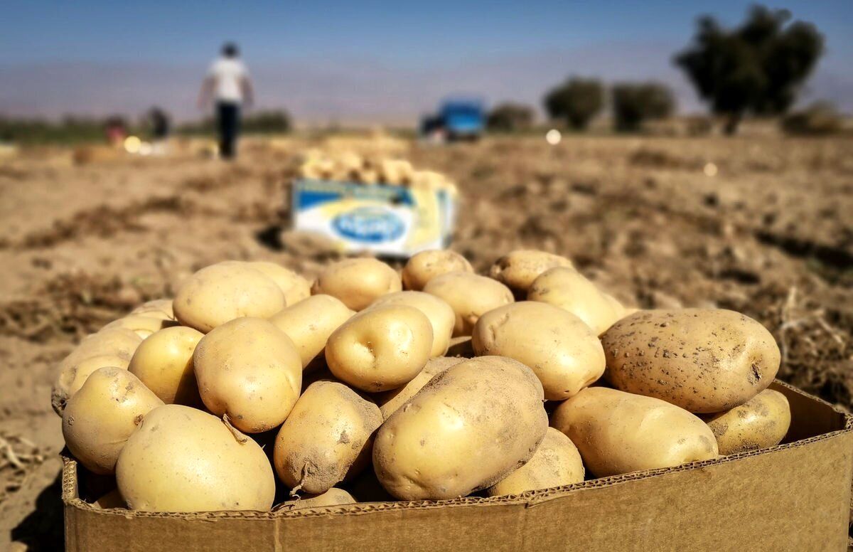   مردم یک ماه صبر کنند تا سیب‌زمینی ارزان شود! 
