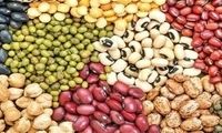 صادرات حبوبات متوقف شد