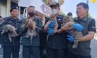  نجات چهار بچه ببر قاچاق از پشت یک وانت