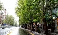 تصویری تکان‌دهنده از قطع درختان قدیمی باغ فردوس