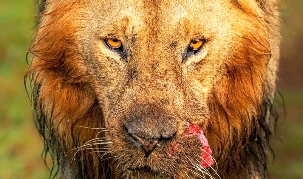 یک شیر نر با دهان پاره شده در حیات وحش آفریقا