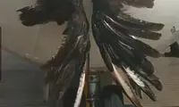 قابی باورنکردنی از مبارزه عقاب با هواپیما