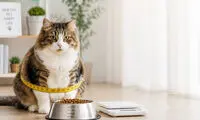 چند گرم اضافه وزن در گربه، چند سال از عمرش کم می‌کند؟
