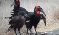 نوک‌شاخ‌های زمینی دو مار زهرافکن را سلاخی کردند