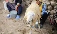 تصاویری از فصل دوشیدن دام در «چپانلو»